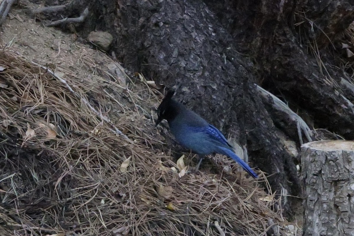 Steller's Jay - ML646160645