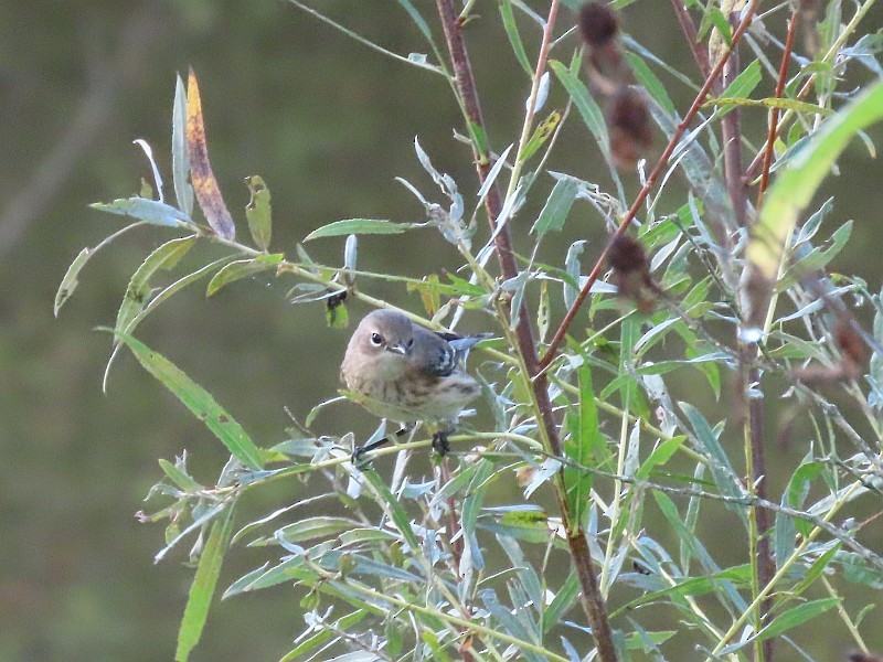 Yellow-rumped Warbler - ML646160650