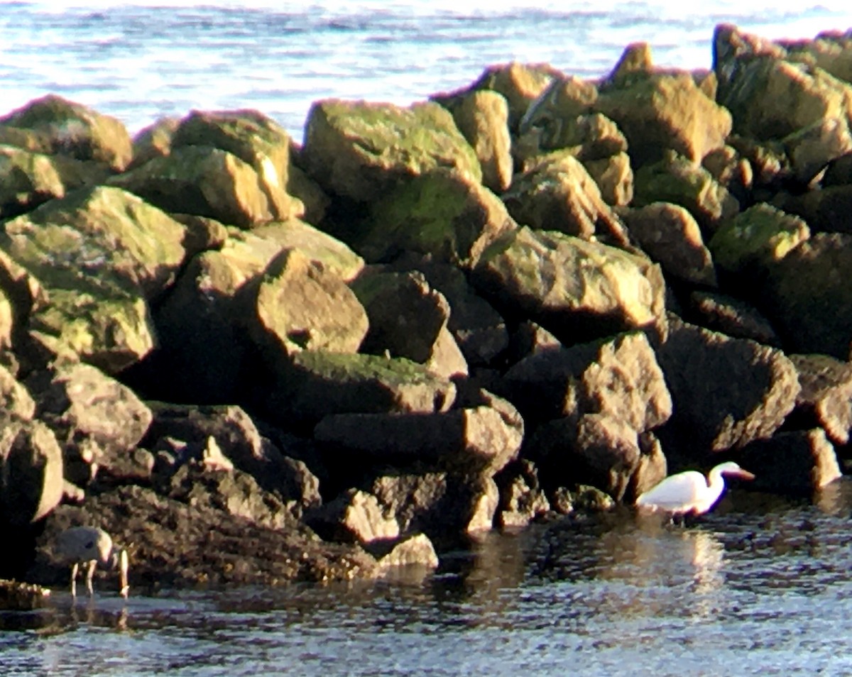 Great Egret - ML646160652