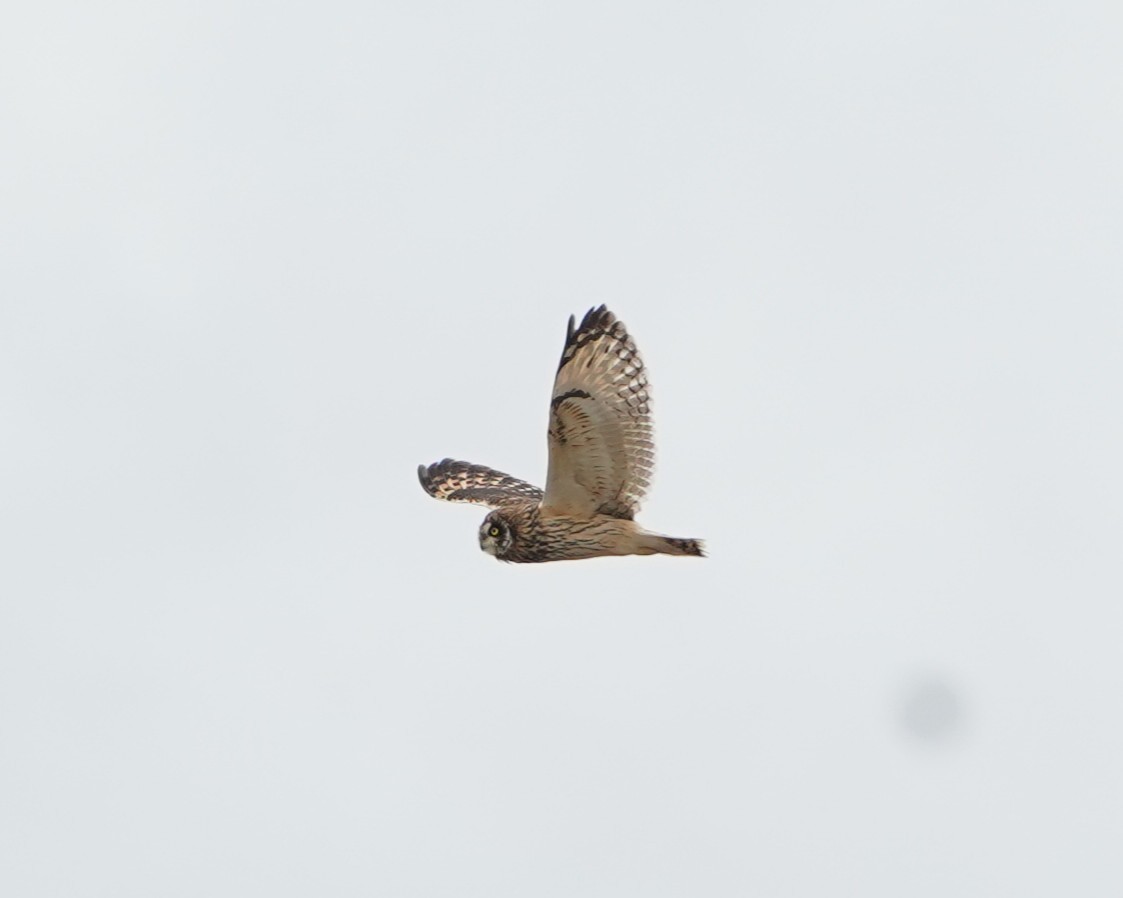 Short-eared Owl - ML646160653