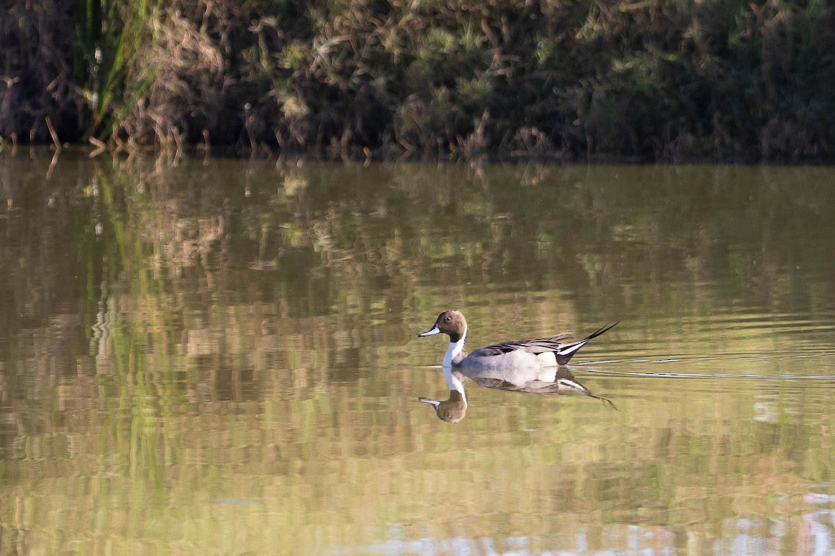 尖尾鴨 - ML646160655