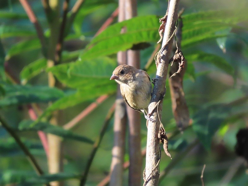 Indigo Bunting - ML646160656