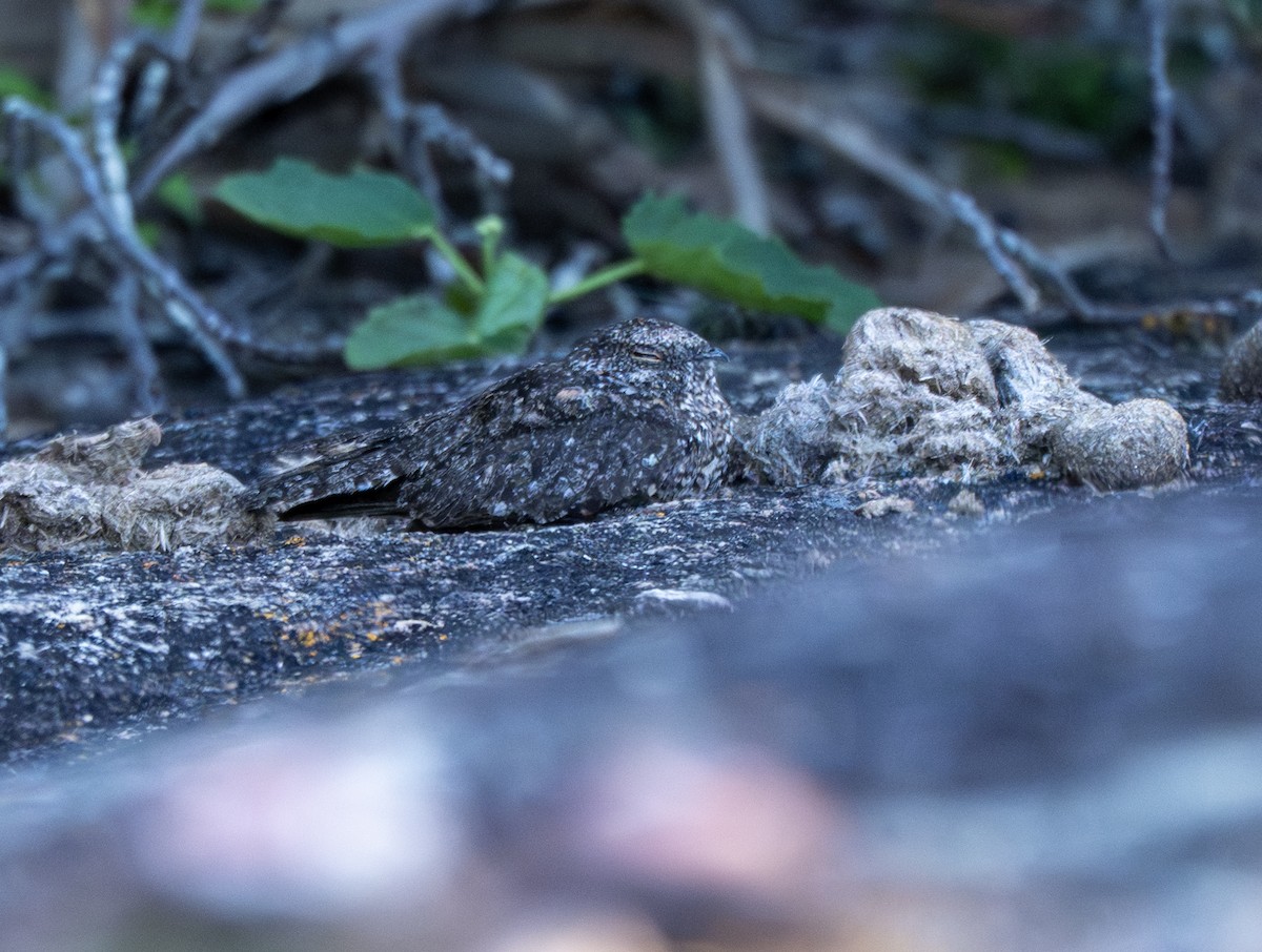 Pygmy Nightjar - ML646160660