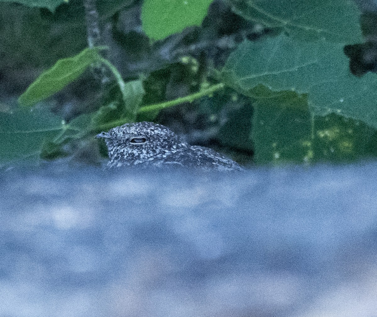 Pygmy Nightjar - ML646160661