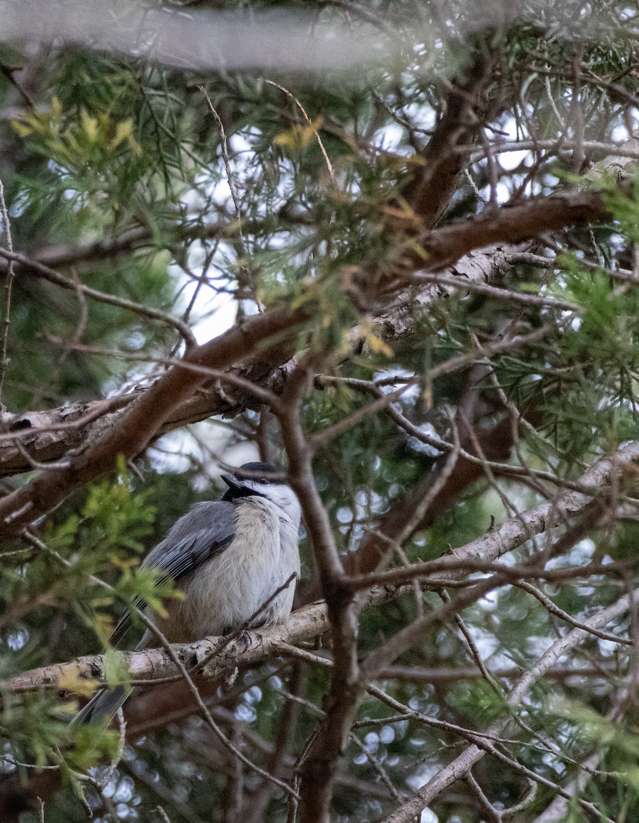 カロライナコガラ - ML646160663