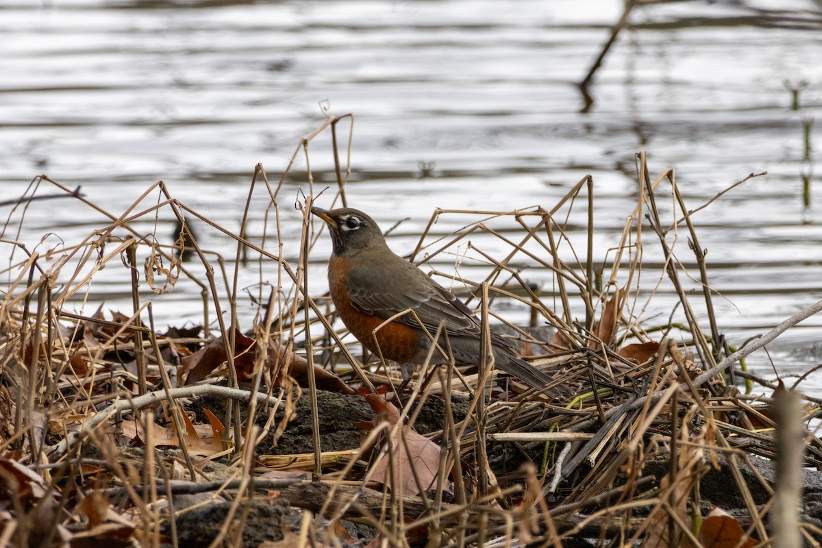 コマツグミ - ML646160664