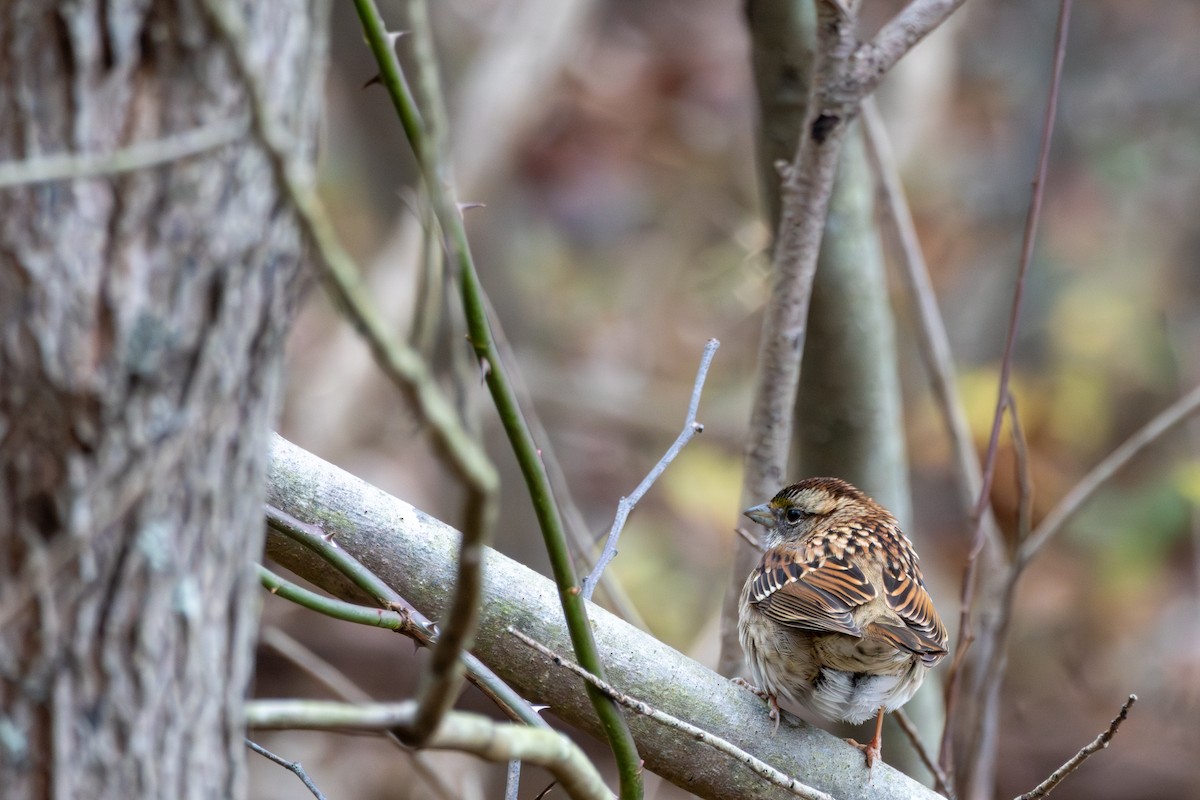 ノドジロシトド - ML646160669