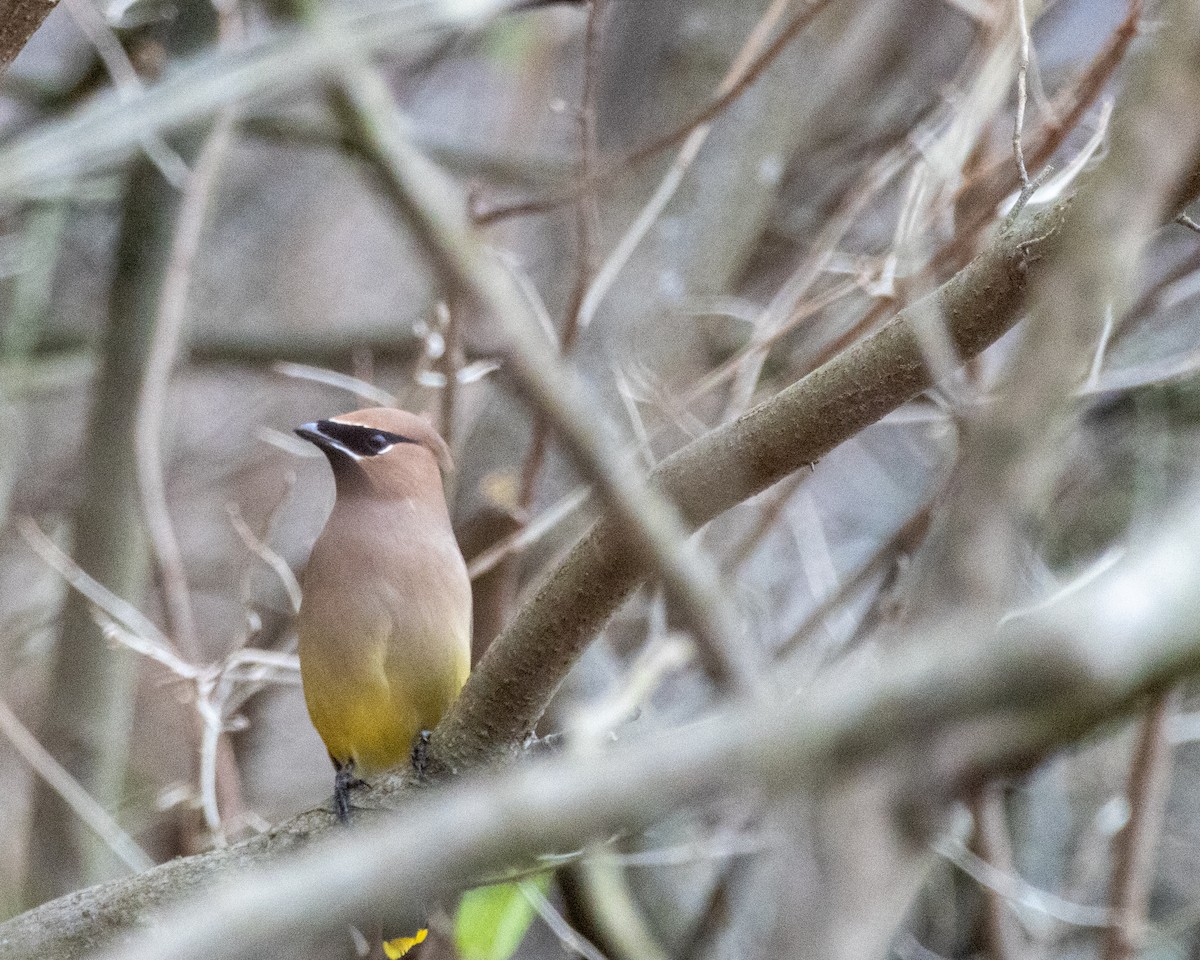 ヒメレンジャク - ML646160676