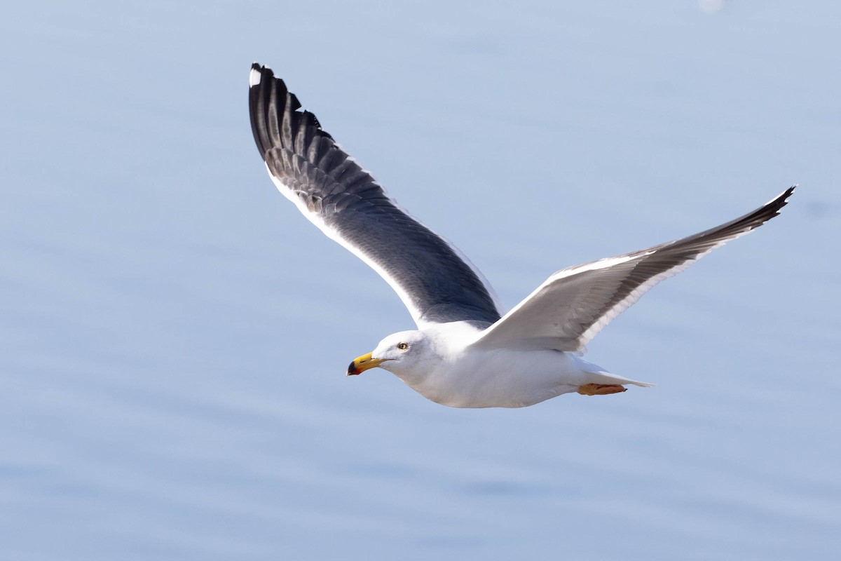 Yellow-footed Gull - ML646160684