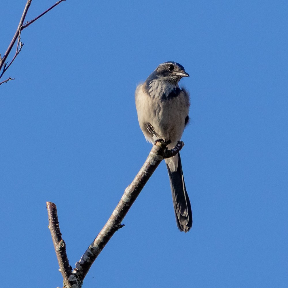 California Scrub-Jay - ML646160685
