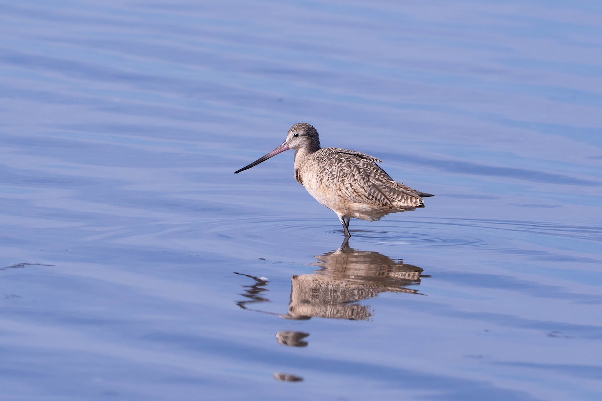 Marbled Godwit - ML646160688