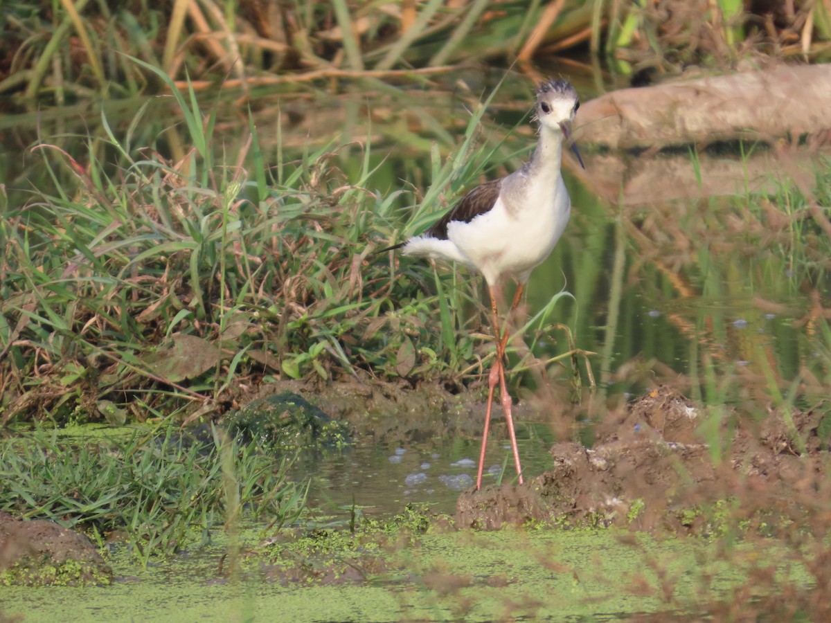 Black-winged Stilt - ML646160690