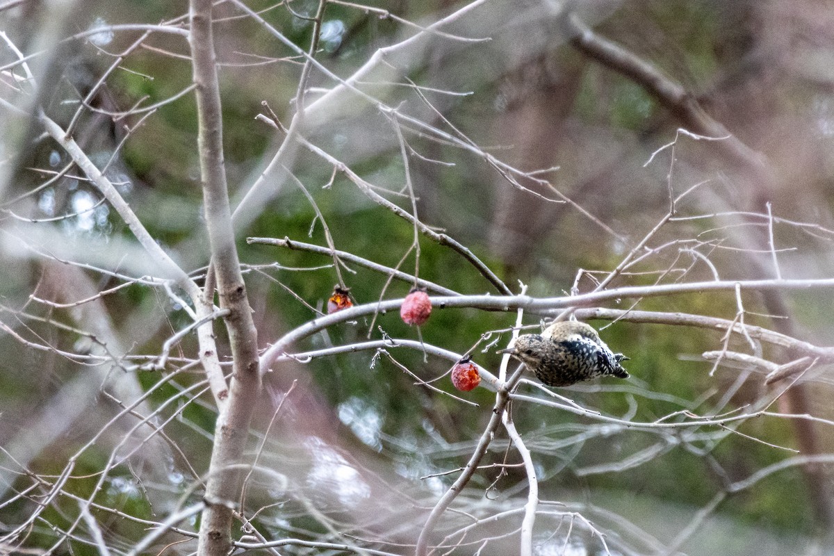 シルスイキツツキ - ML646160691