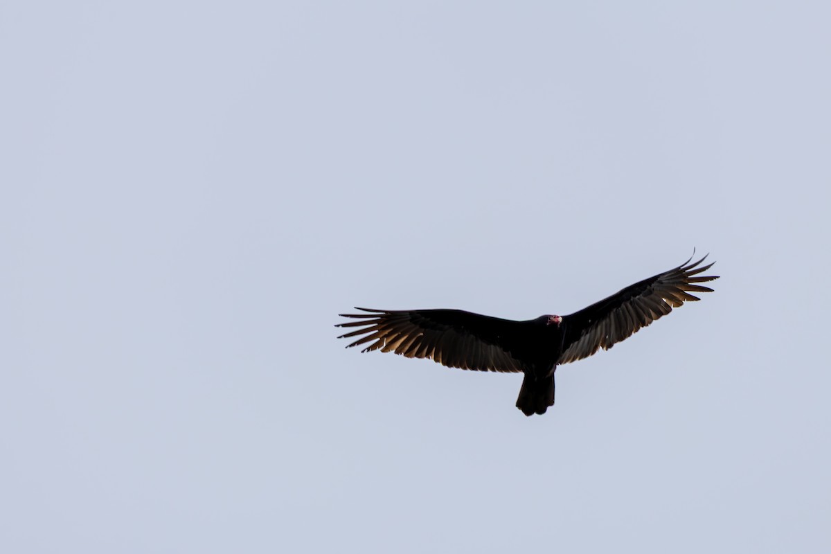 ヒメコンドル - ML646160692