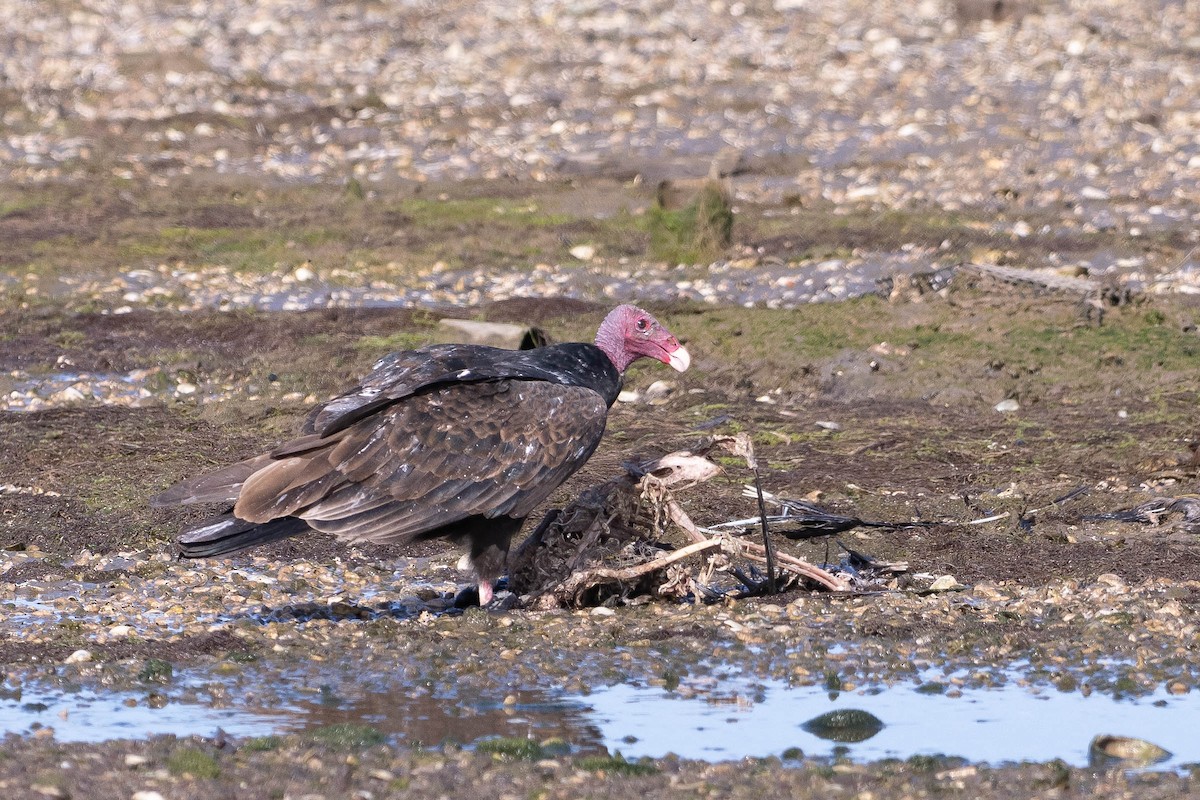 Turkey Vulture (Northern) - ML646160695