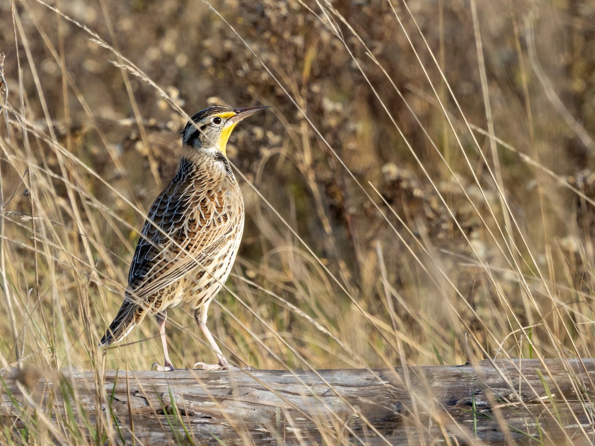 Western Meadowlark - ML646160696