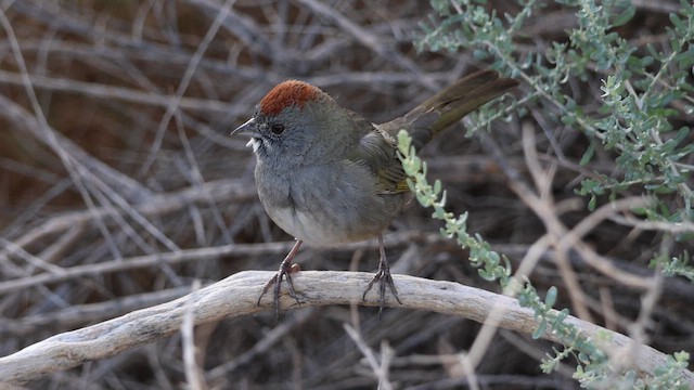 Тауї зеленохвостий - ML646160700