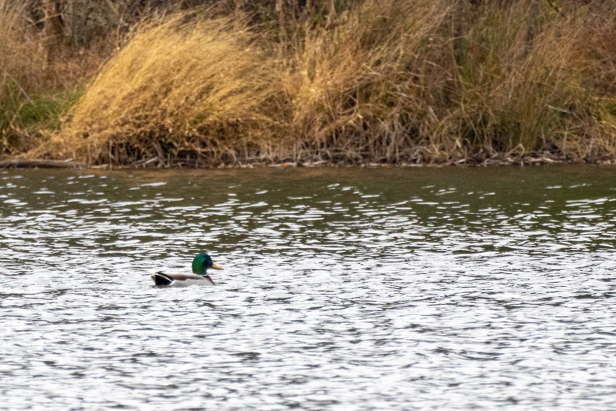 マガモ - ML646160703