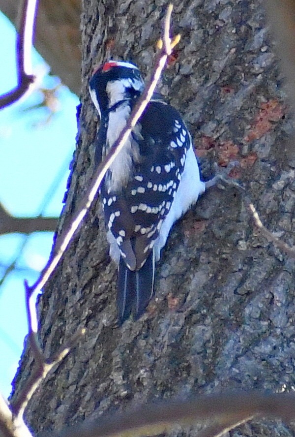 セジロアカゲラ - ML646160705