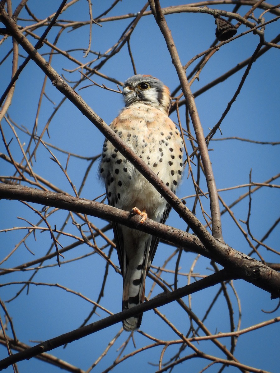 American Kestrel - ML646160708