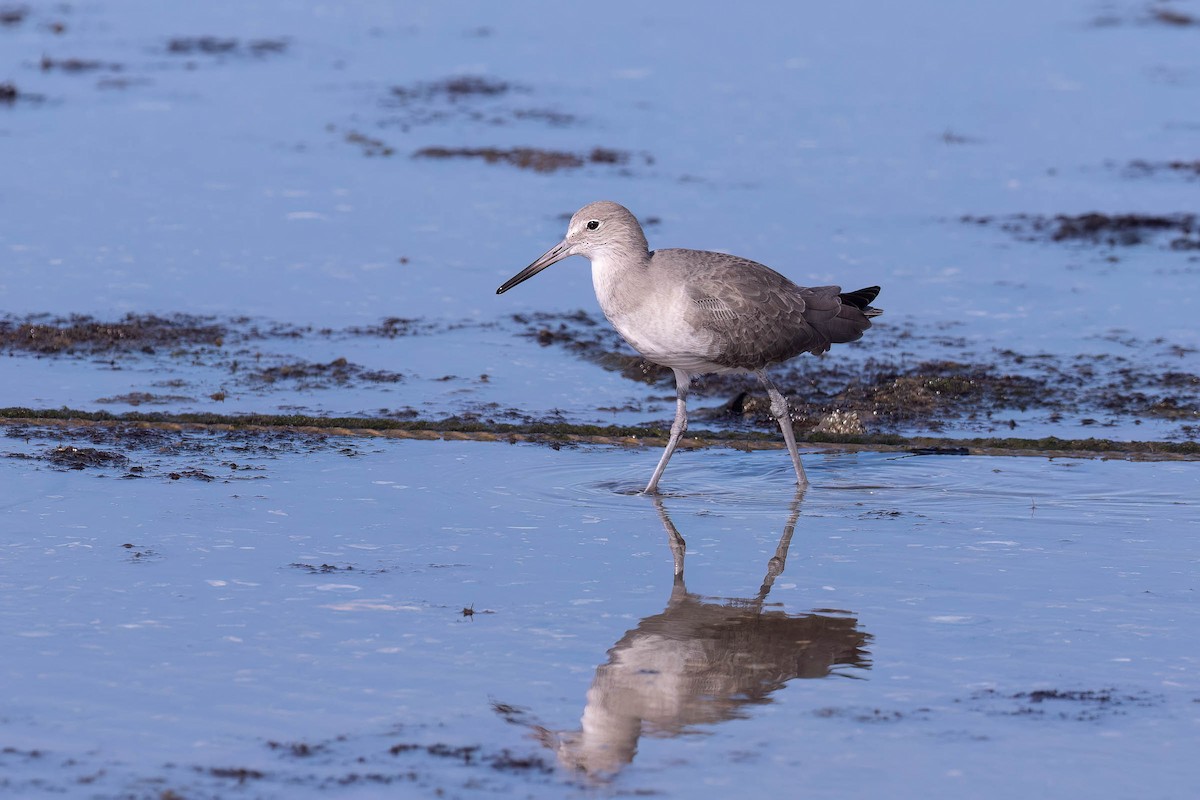 Willet (Western) - ML646160709