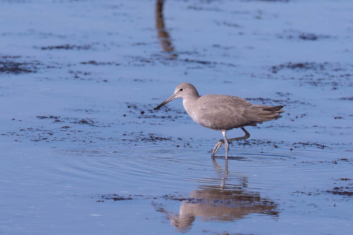 Willet (Western) - ML646160710