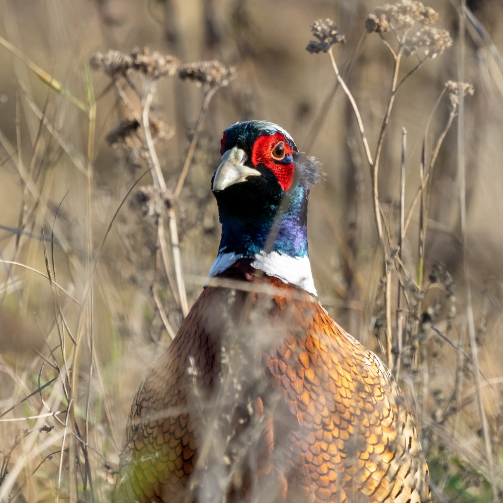 Ring-necked Pheasant - ML646160712