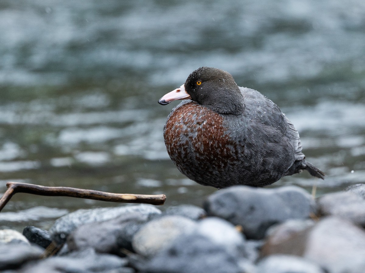 Blue Duck - ML646160715