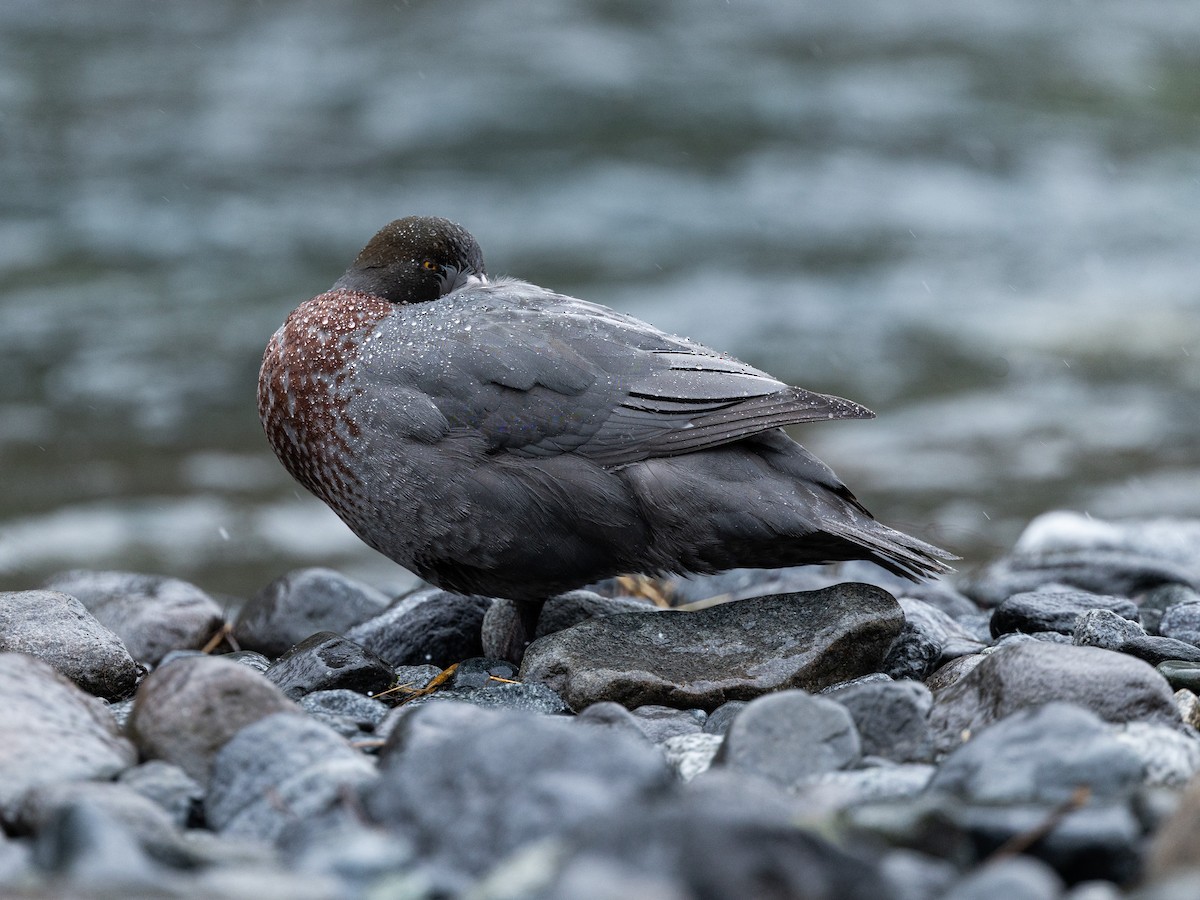 Blue Duck - ML646160716