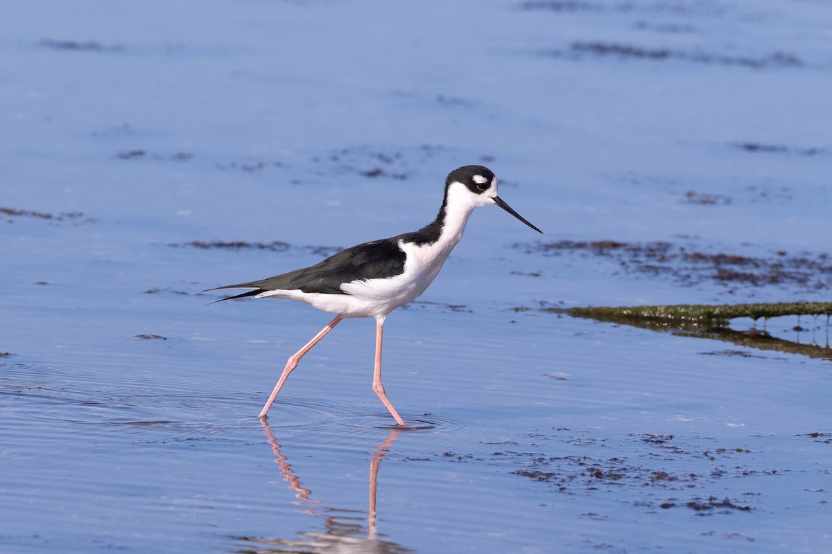 Black-necked Stilt (Black-necked) - ML646160721