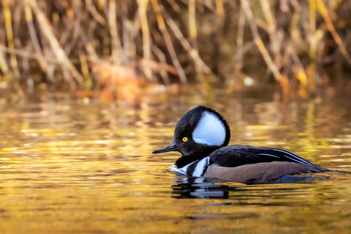 Hooded Merganser - ML646160722