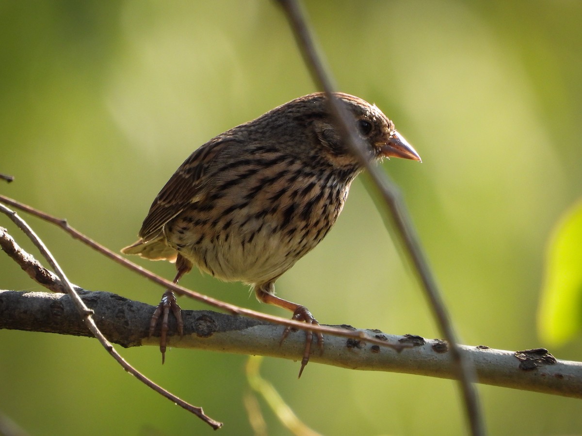 Lincoln's Sparrow - ML646160723