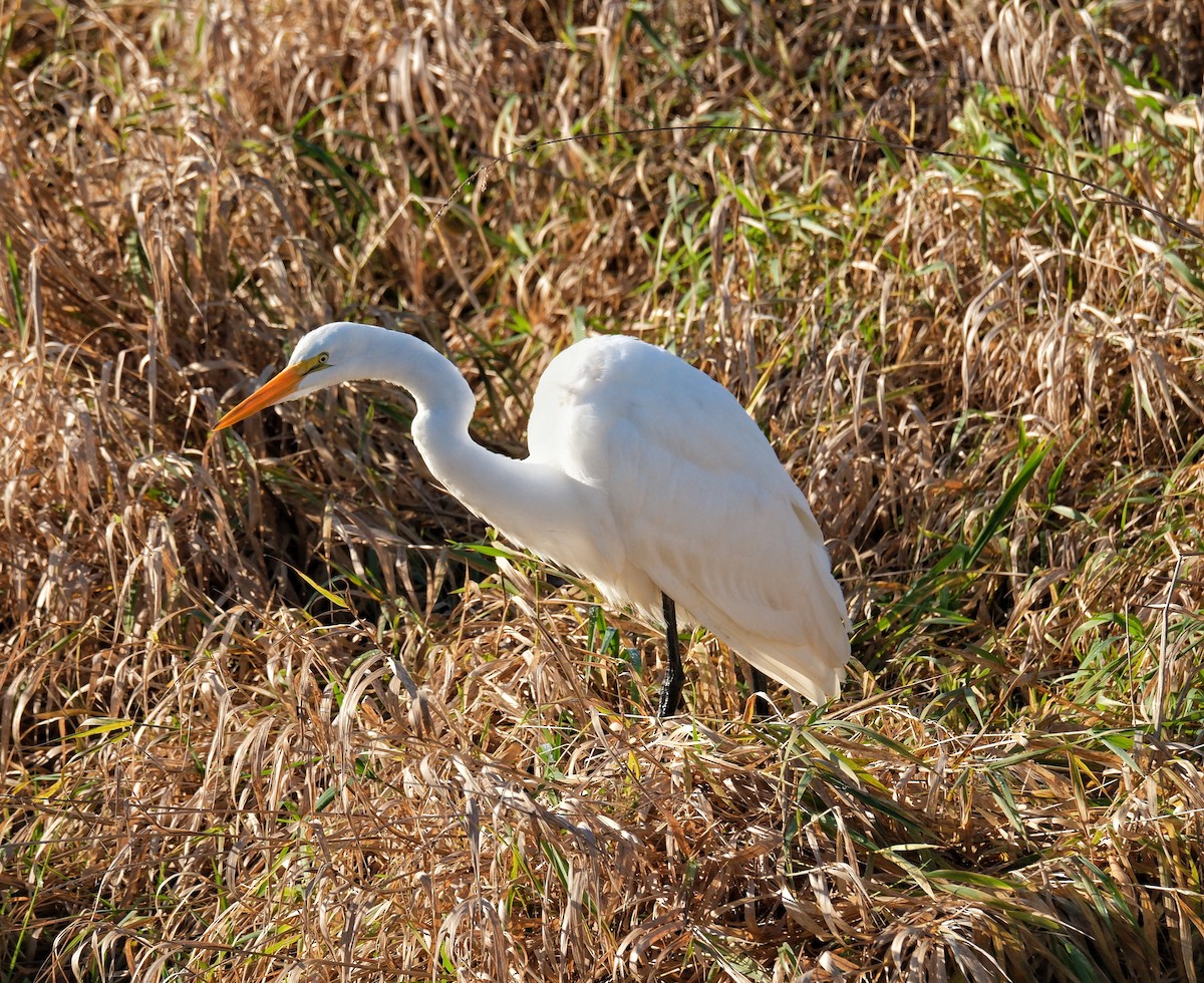 Цасч дэглий - ML646160724