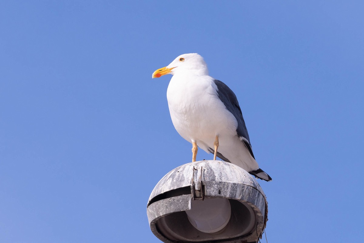 Yellow-footed Gull - ML646160728