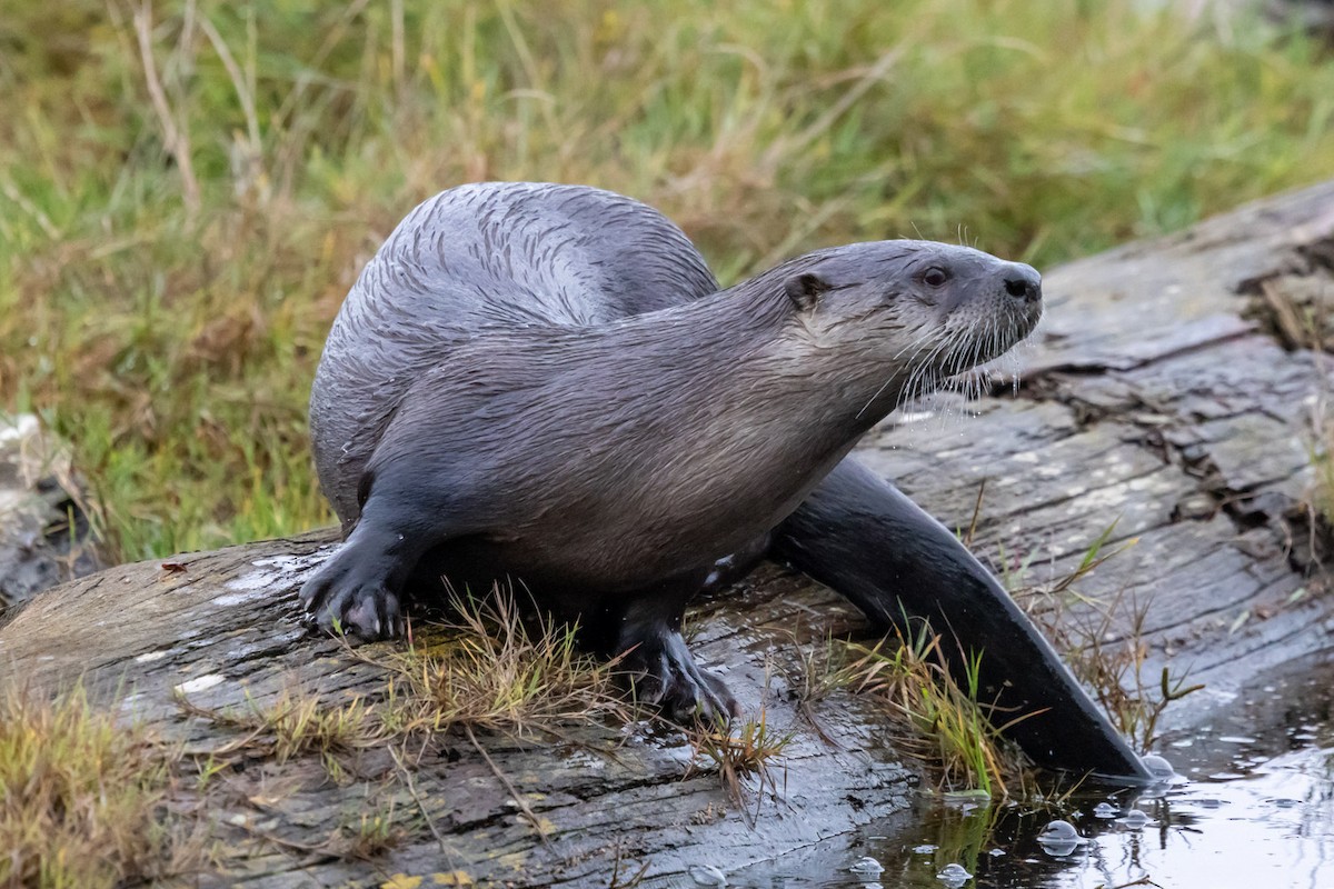 North American River Otter - ML646160738