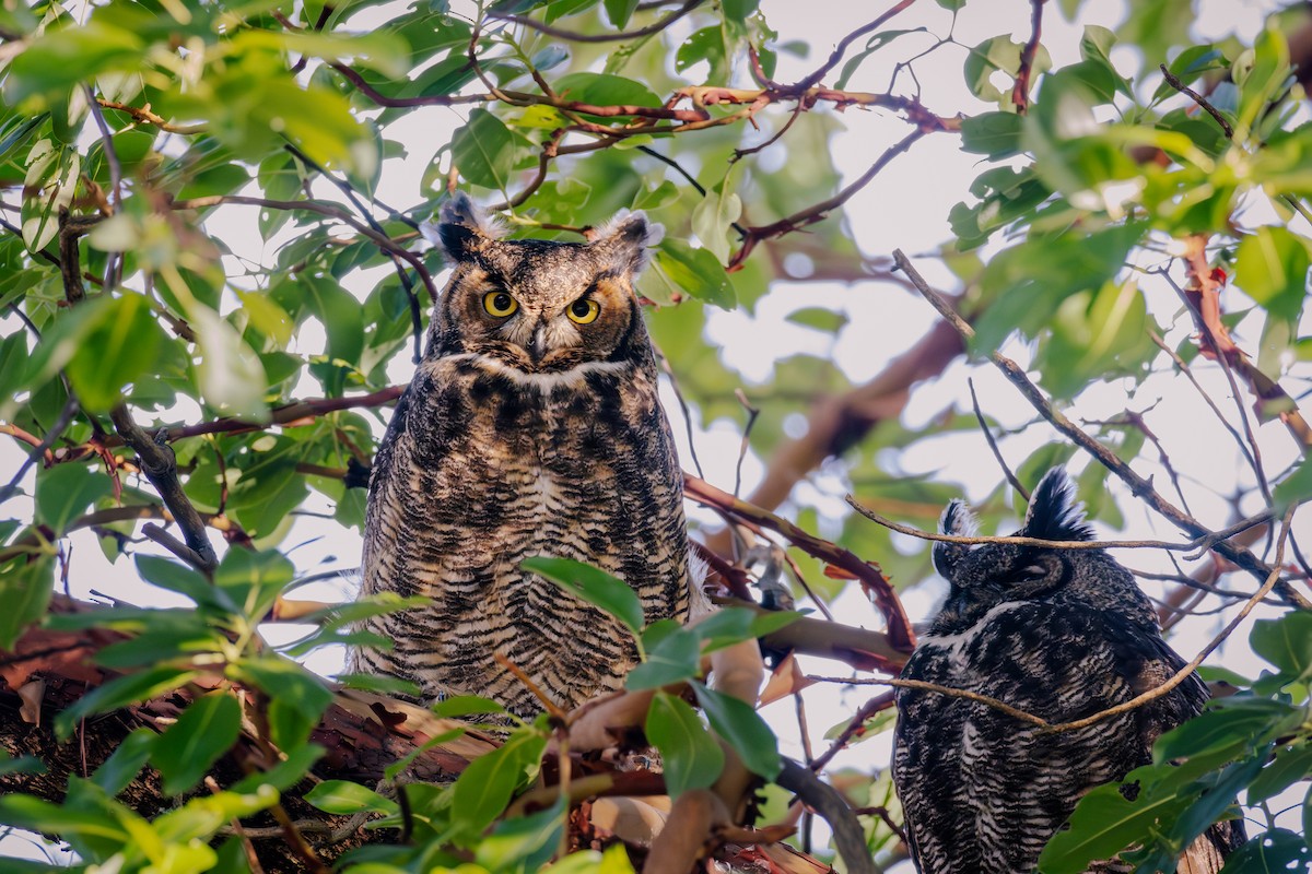 Great Horned Owl - ML646160739