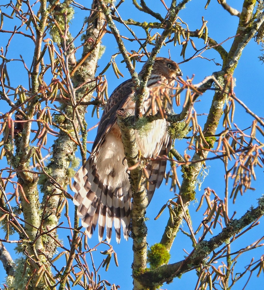 Cooper's Hawk - ML646160762