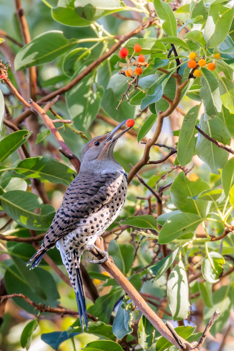 Northern Flicker - ML646160763