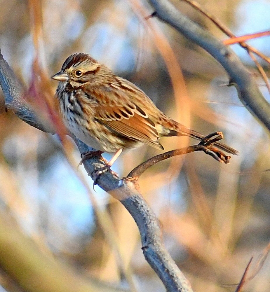 ウタスズメ - ML646160766