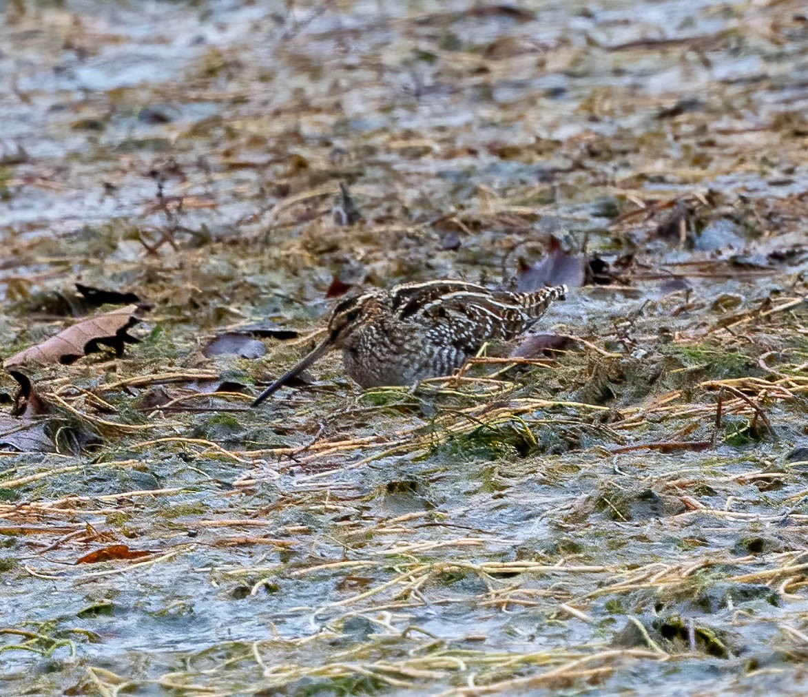 Wilson's Snipe - ML646160767