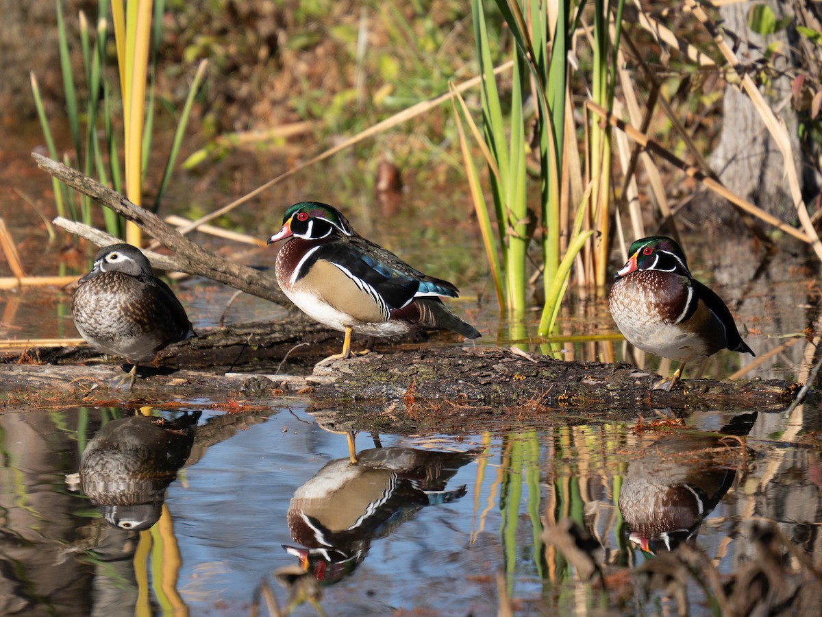 Wood Duck - ML646160768