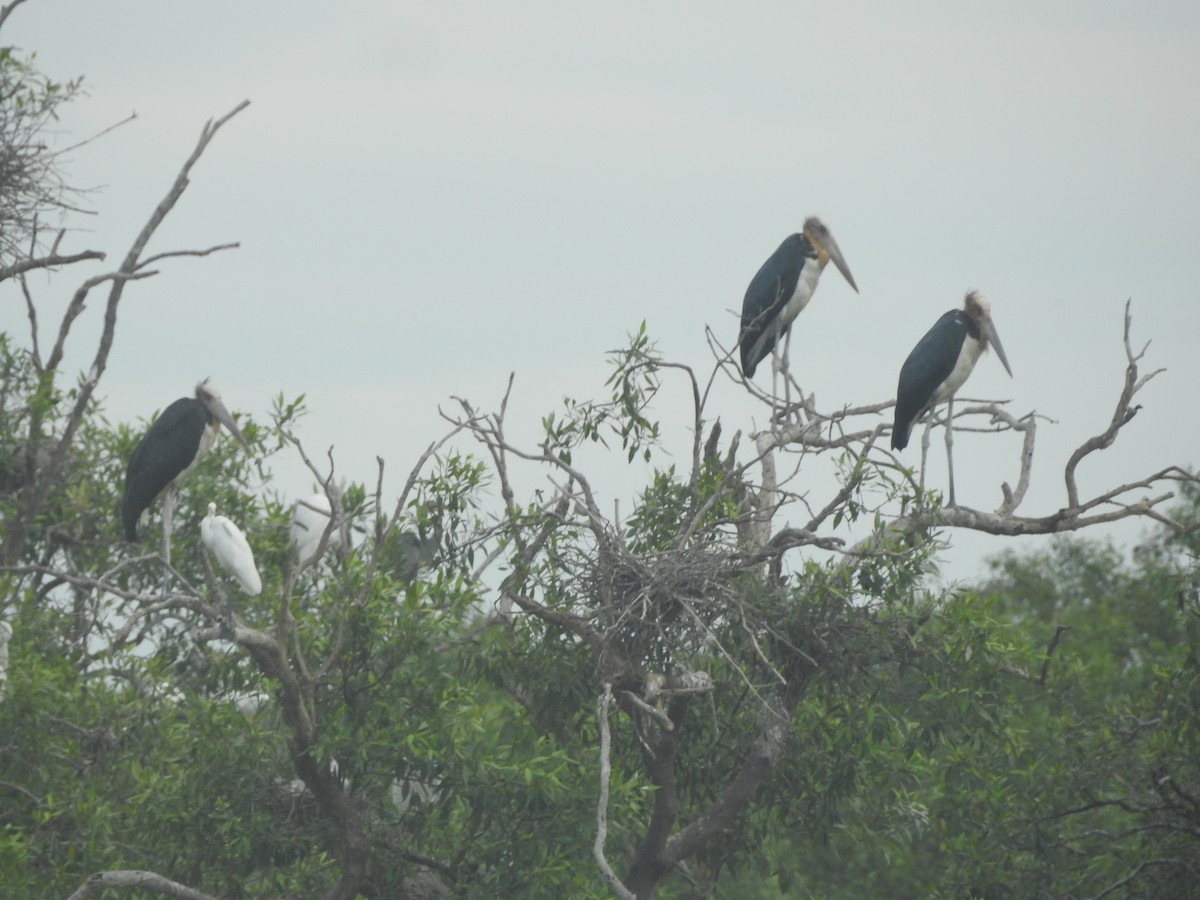 Lesser Adjutant - ML646160770