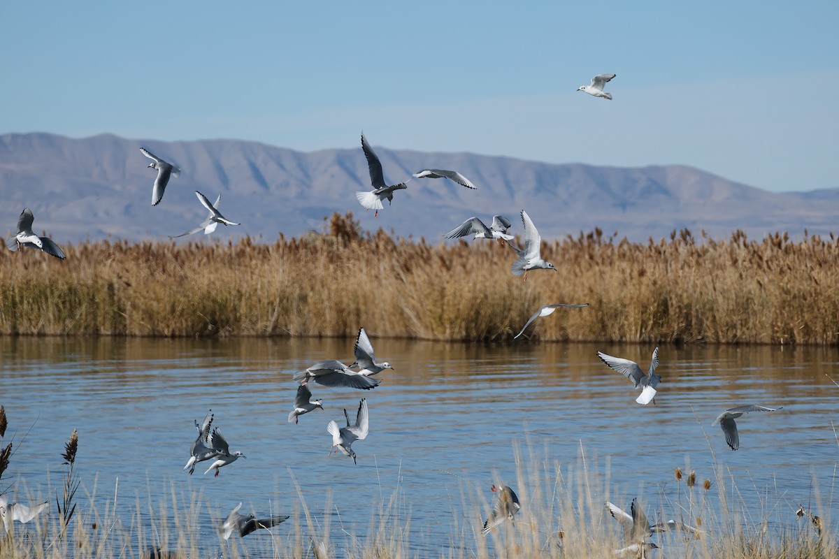 Bonaparte's Gull - ML646160771