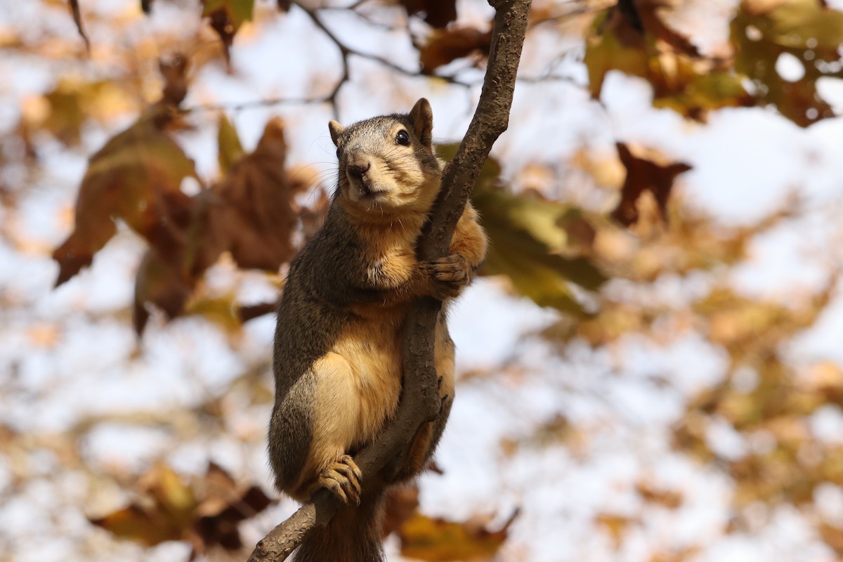 Animali - ML646160796