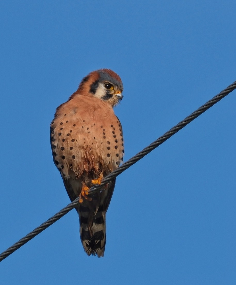 American Kestrel - ML646160797