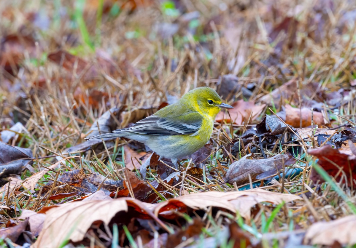 סבכון אורנים - ML646160798