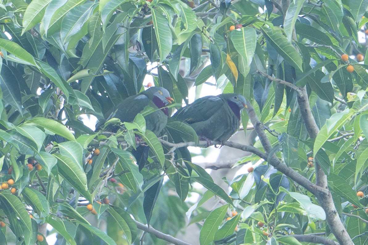 Claret-breasted Fruit-Dove - ML646160801