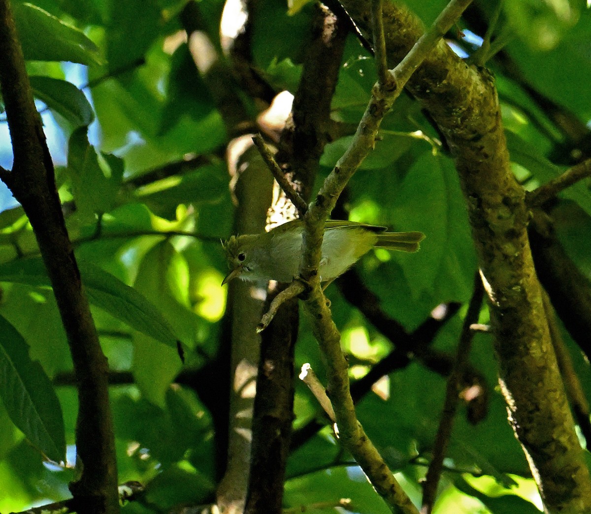 Haubenvireo - ML646160804