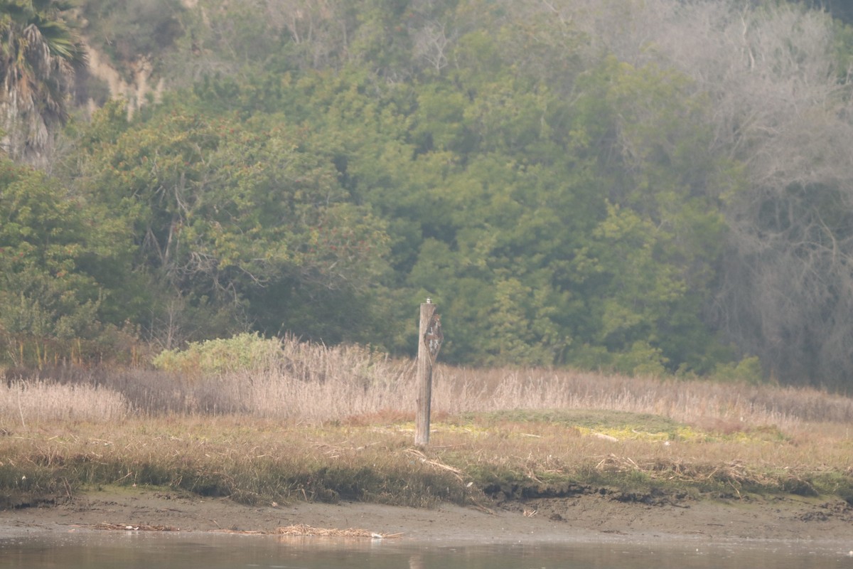 Belted Kingfisher - ML646160808