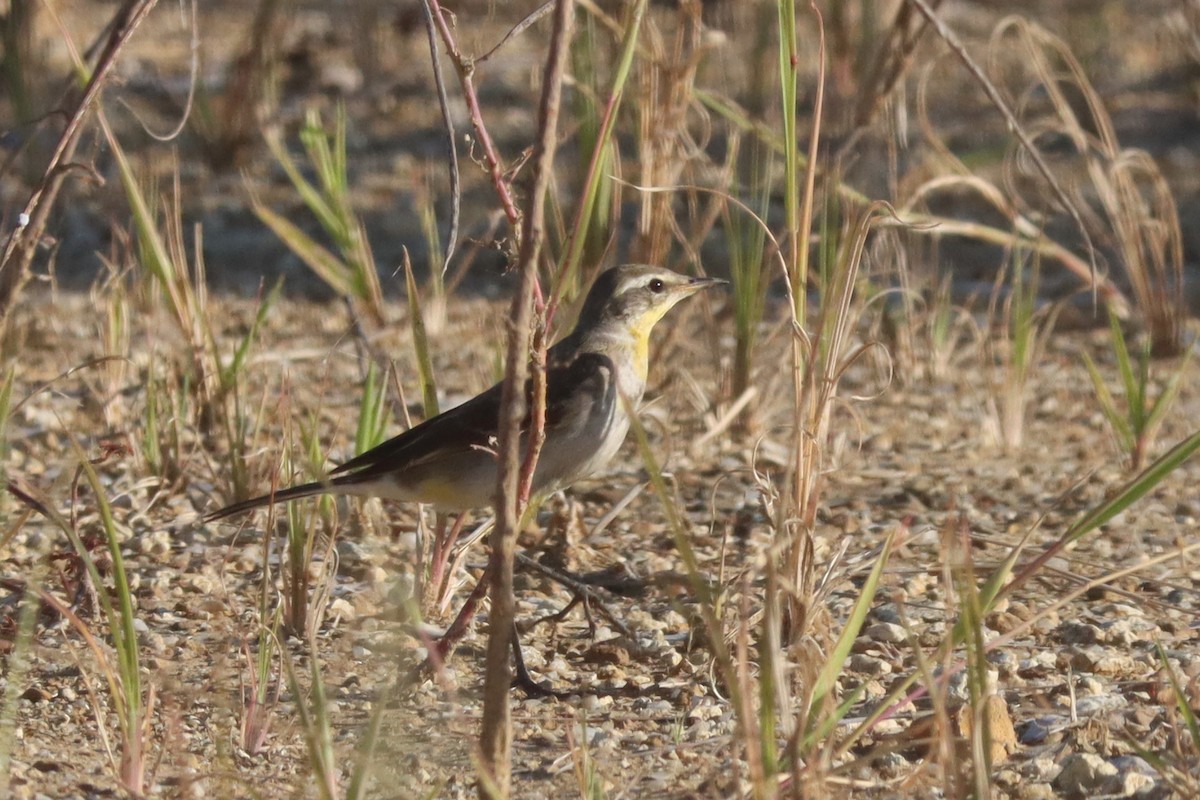 東方黃鶺鴒 - ML646160811